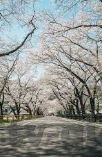 日韩av线观看-日韩AV线，文化、艺术与争议的交织